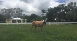 horse agistment stables townsville