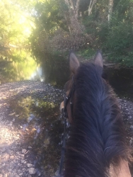 horse stables equestrian horse agistment townsville-1